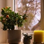 How to Refresh Your Home with Plants: A Simple Guide